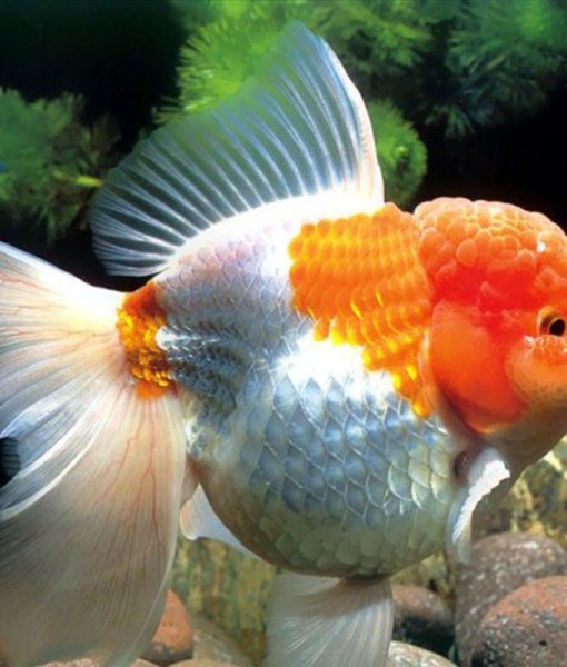 Cá cảnh đẹp