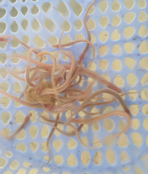 Cá Chình giống